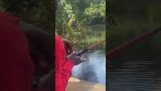 I Almost Caught A Gator With Only A Shad Fake Bait!🤯 #shorts #fishing