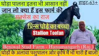 प्रिन्स घोड़े का बच्चा तूफ़ान ओर क्या हैं बेनीवाल फार्म का सक्सेस का राज जान लो !