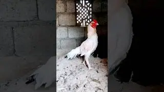Watch a beautiful rooster 🐔 #aseelmurga #roosterfarm #topqualityaseel #topbreeder#murga