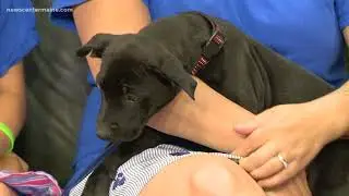 Kisses with Fern! Black lab mix up for adoption from foster family