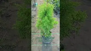 #golden #cyprus #nursery #garden #youtubeshorts #gardening #plants #flowers #subscribers #nature