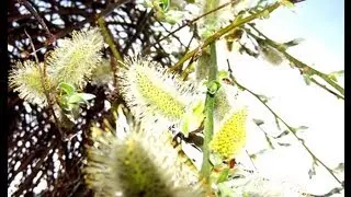 Willow catkins in spring 2013