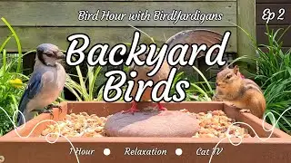 Bird Hour (Ep 2): Backyard Birds & Squirrels – 1 Hour of Relaxation in 4K