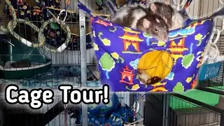 Pet Rat Rat Cage Tour! | 2020
