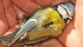 ⏾ . . . animal trust & connection subliminal