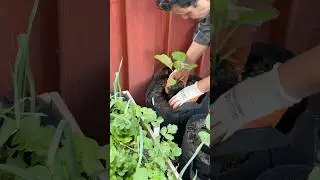Eggplant transplanted #eggplant #mitoyo #listedadegrande