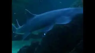 Universerum
