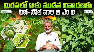 మిరపలో నల్ల తామరపురుగు నివారణకు B.M.V   #fibsol #chilli #1000farms #agriculture