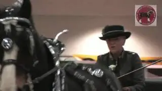 The Shire Horse Society in March 2015
