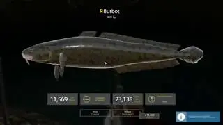 Russian Fishing 4 - Trophy Burbot - 8.01kg - Kuori Lake
