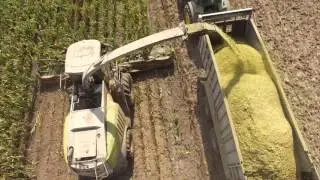 Claas Jaguar 980 Pisten Bully Maisernte Ulsenheim 2015