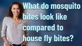 What do mosquito bites look like compared to house fly bites?