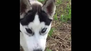 Introduction To Jake The Husky