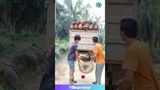 This Palm Fruit Harvest is WILD! 🌴 Looks Like Dinosaur Eggs! 😂 #palmfruit #farming #harvest  #heavy