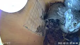 Pesky Squirrel raids Screech Owl Nest
