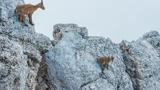 Meet the Ibex!  Fun Facts for Kids