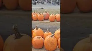 #shorts,pumpkins on sale!