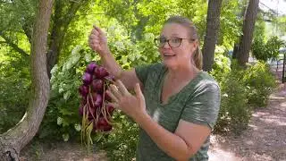Harvesting and Stringing Onions