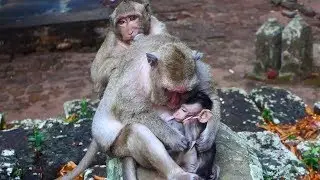 Very adorable monkey SweetPea come to closer his mother and young brother after rain and cry so much