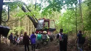 EXKLUSIV: So stoppten die Umweltsch&uuml;tzer die illegale Abholzung im Bialowieza-Urwald