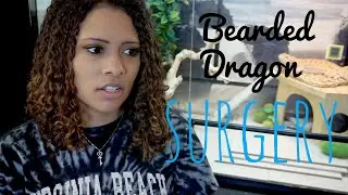 My Bearded Dragon's Surgery - Egg Binding