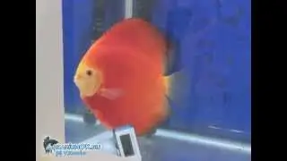 Акварама 2013: элитные дискусы победители International Fish Competition