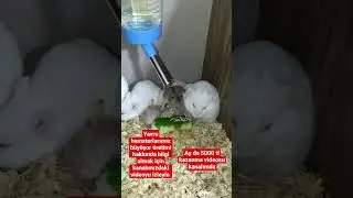 Hamster üretimi nasıl yapılır nasıl pazarlanır videosu kanalımızda mevcuttur