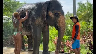 I Was So Scared Of The Elephants In Thailand - Visit An Elephant Sanctuary