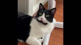 Cat likes to rest on the fan base #cat