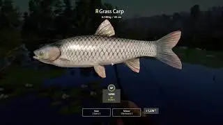 Russian Fishing 4 Old Burg Lake Grass Crap 6.148 Kg