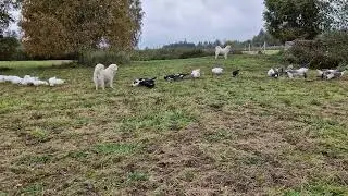 Owczarki podhalańskie pilnują gęsi. Gospodarstwo Wichrowy Rozł&oacute;g.