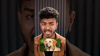 Dog Owners Should Take Responsibility
