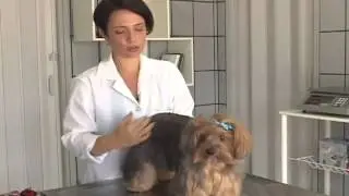 YORKSHIRE TERRIER Animais de Cia 03