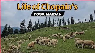 Life of Kashmiri Shepherd's || KASHMIRI CHOPAIN'S mountains lide || TREKKING CAMPING UPDATE