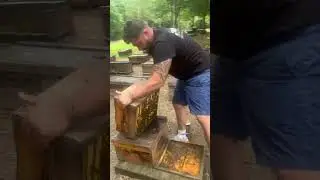 Quick Beehive Inspection Check #bees #beekeeping #beehive #honeybees #savethebees #beekeeper #bee