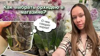 Выживет или нет: орхидея без корней &mdash; шансы на спасение | Как выбрать орхидею в магазине?