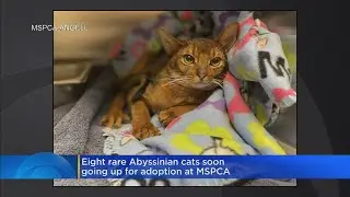 Rare Abyssinian cats going up for adoption with MSPCA; 