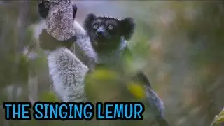 Indri/Babakoto: The Disappearing Singing Lemurs Of Madagascar