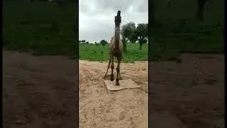 New Camel dance