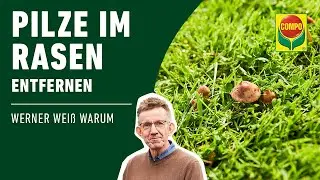 Pilze im Rasen bek&auml;mpfen | COMPO