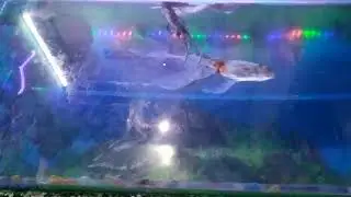 Aquarium