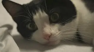 Harry the three-legged cat raises spirits at Texas pediatric hospital