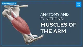 Arm muscles: Anatomy and functions in less than 3 minutes - Quick Anatomy | Kenhub