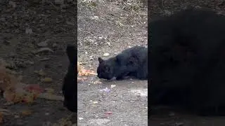 Нужна еда