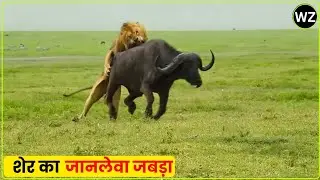 650 PSI से भी आगे: शेर का जानलेवा जबड़ा, जो शिकार को मौत के घाट पहुँचा देता है