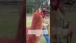 Walk a nature trail with your own personal llama!