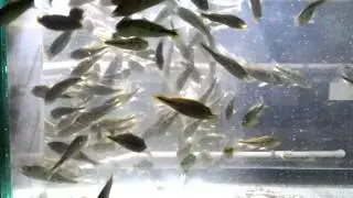 Peacock Bass Feeding time - Pier Aquatics