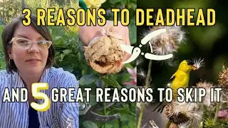 3 Reasons to Deadhead Flowers, And 5 Great Reasons Not To