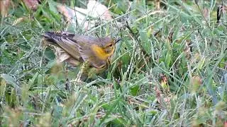 Cape May Warbler Feeding on Governors Island