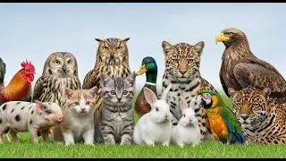 Animal Sound: Lion, Tiger, Elephant, Cat, Dog, Monkey, Whale, Zebra